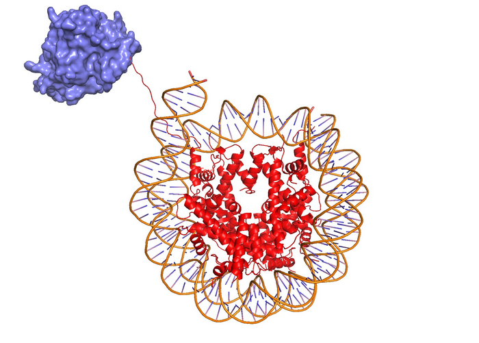 Science：十年探索，終于找到了基因調(diào)控有關(guān)的丟失拼圖